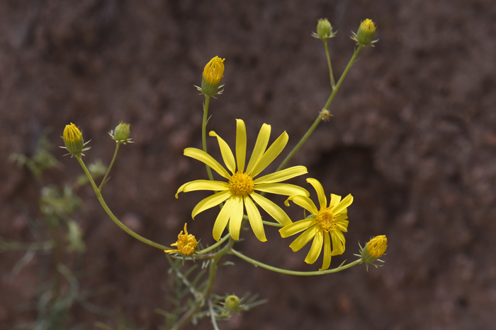 Threadleaf Groundsel, Senecio flaccidus